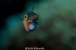 Sharp nosed puffer giving me the Stink-eye. by Bob Edwards 